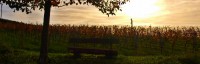 29.April 2017 – Die Nacht der Rieslinge