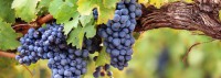 28.Oktober 2017 – Die Nacht der Pinots