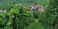 Zurück zur Natur – Großer Weinabend mit über 15 authentischen, naturbelassenen W