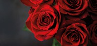 Valentistag im Restaurant musics