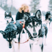 EM 2021: Internationales Schlitten-Hunderennen in Klaistow