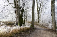 Winterlauf durch den Sachsenwald