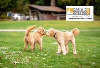 Der tut nix – Hundebegegnungen richtig einschätzen! mit Marc Eichstedt, Teil 2