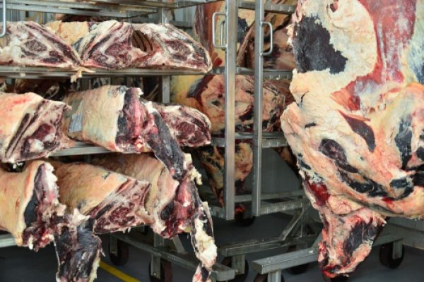 Toro Grosso GmbH