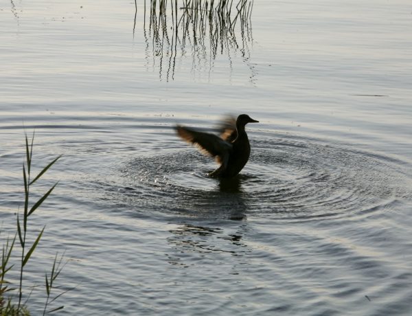 Haus am See * Hafenkneipe