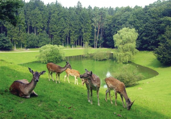 Wildpark-Restaurant Schwarze Berge