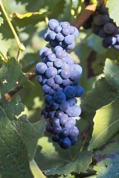 Gutsausschank im Weingut Stauch