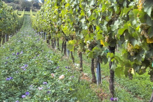 Gutsausschank im Weingut Stauch