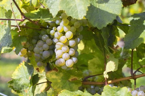 Gutsausschank im Weingut Stauch