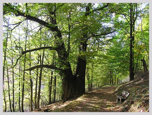 Zum goldenen Lamm