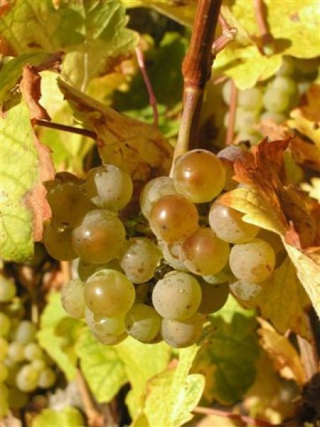 Weingut Martin Conrad - Brauneberger Hof