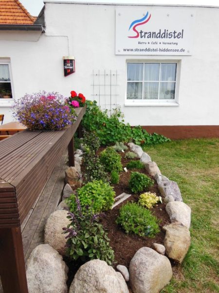 Stranddistel Insel Hiddensee