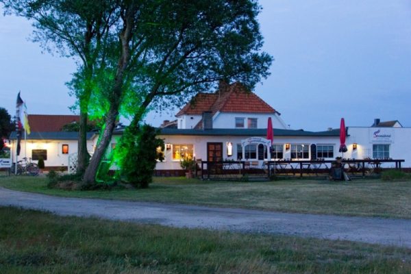 Stranddistel Insel Hiddensee