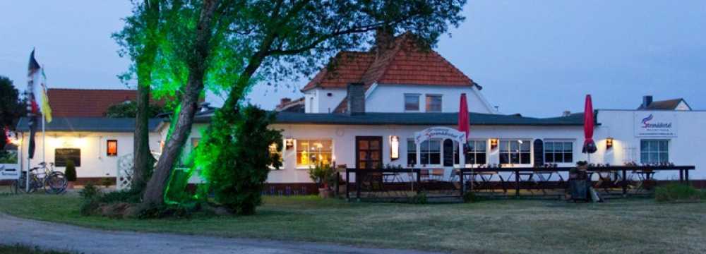 Stranddistel Insel Hiddensee