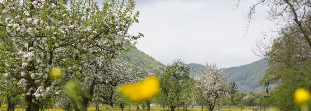 Gasthof-Restaurant Hirsch